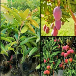 American Red Palmer Mango