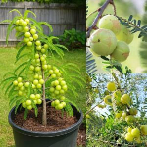 Amla - Grafted