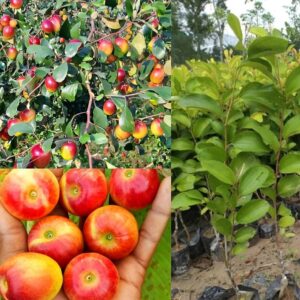 Apple Ber