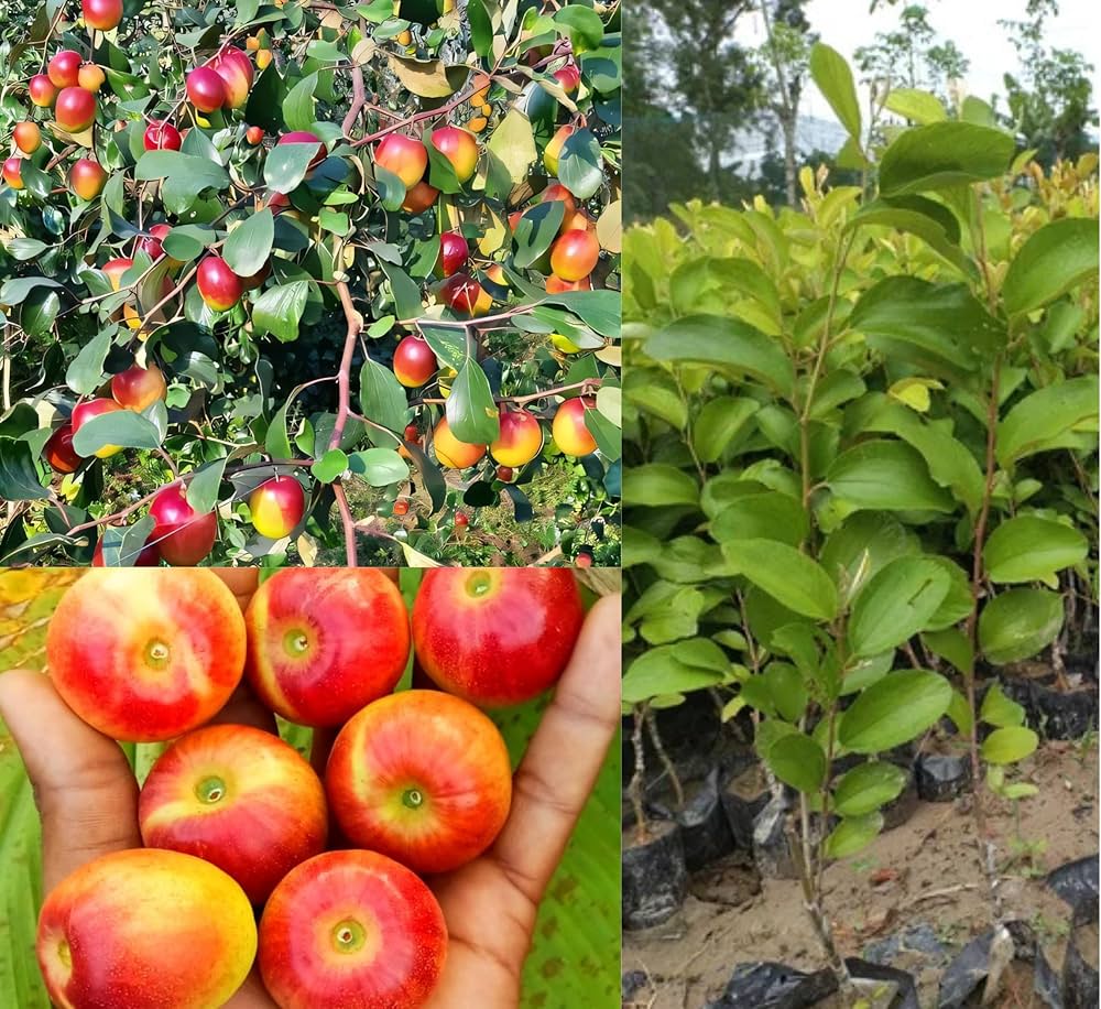 Apple Ber