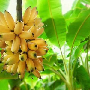 Banana