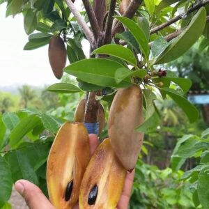 Banana Sapota