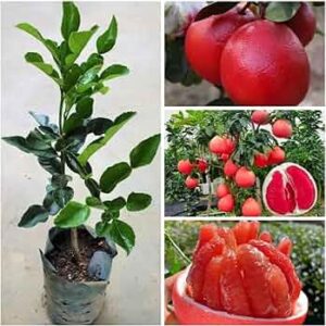 Bumplimas / Red Grapefruit