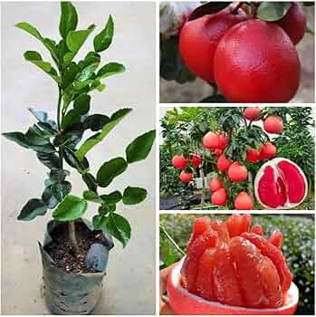 Bumplimas / Red Grapefruit