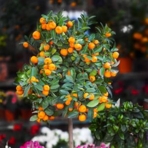 Chinese Orange