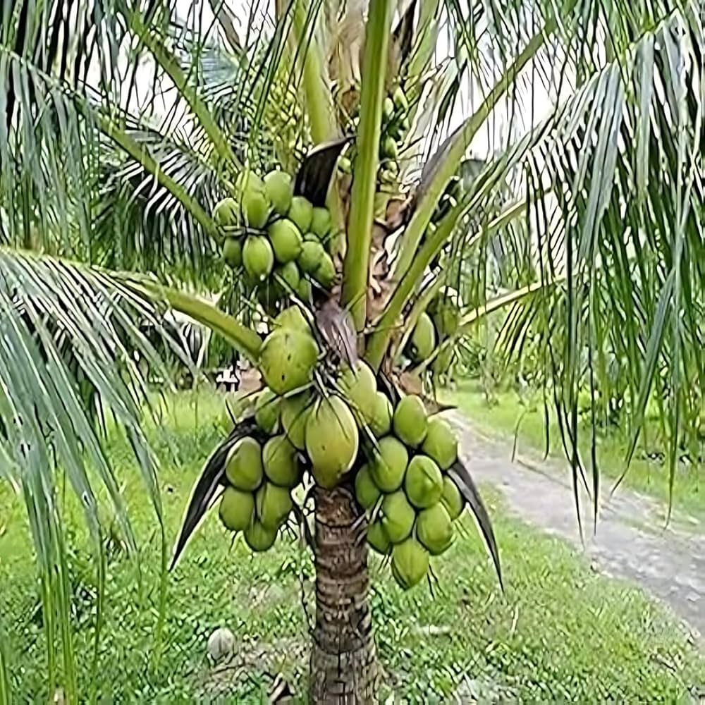 Coconut DXT