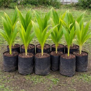 Coconut Nettai Etamozhi
