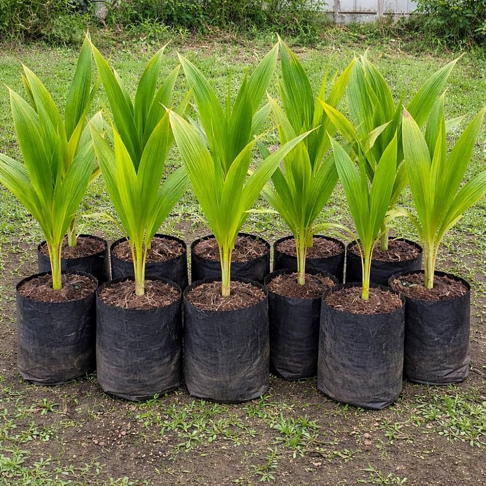 Coconut Nettai Etamozhi