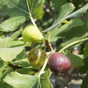 Fig - Pune