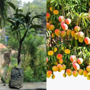 Himsagar Mango