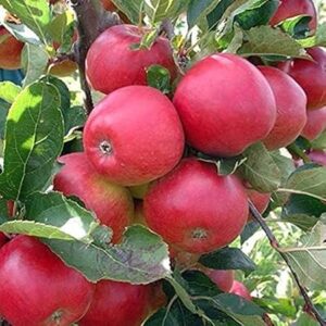 Hot Climate Apple