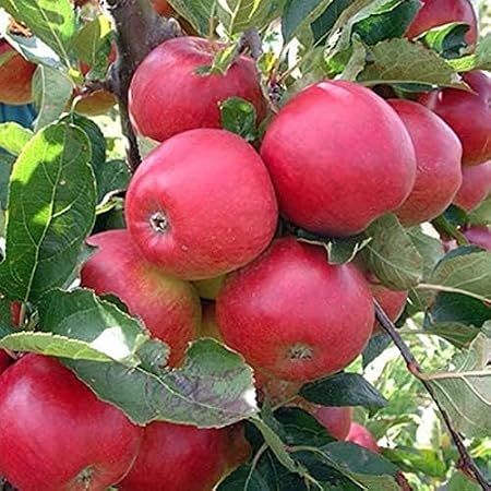 Hot Climate Apple