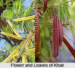Jabli Khai