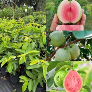 Japanese Red Diamond Guava