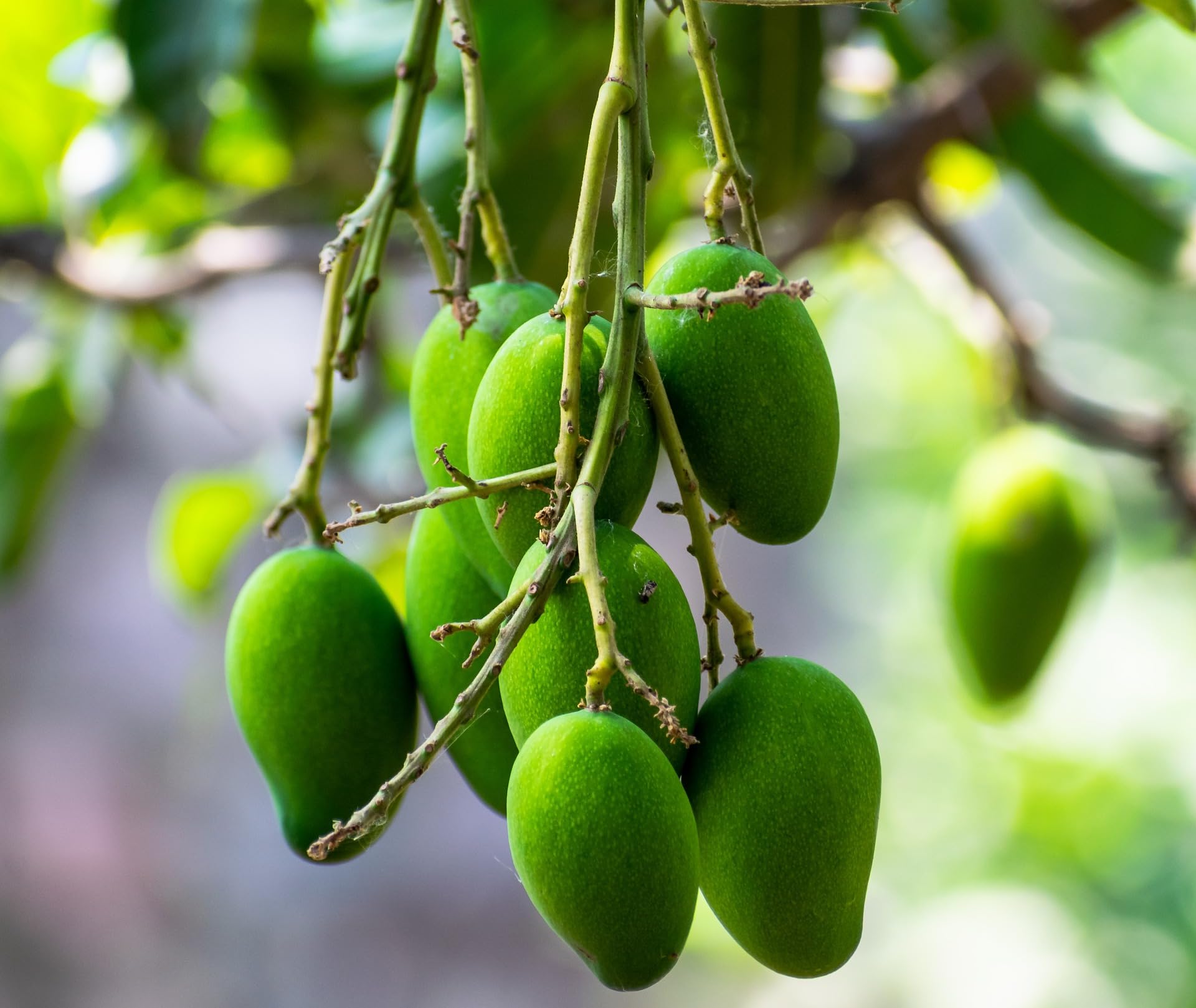 Kalapadi Mango
