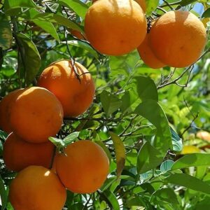 Kamala Orange