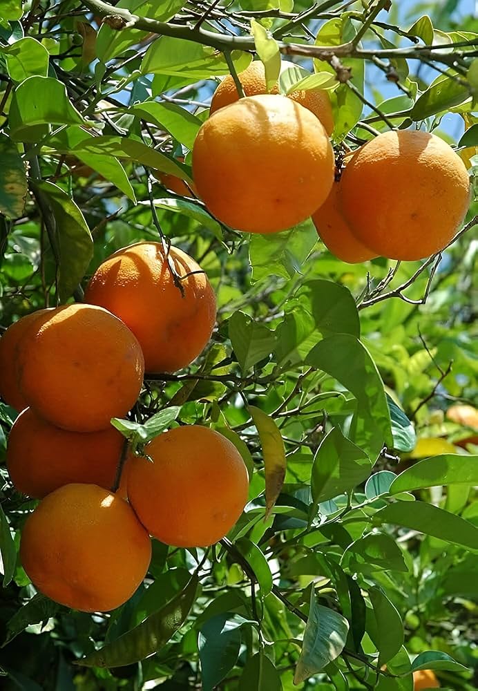 Kamala Orange