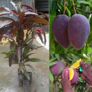 Kasturi Mango