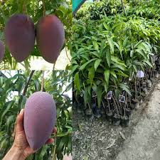 King of Chakapat Mango