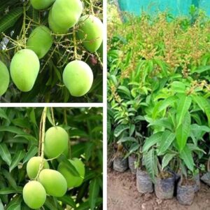 Kitimoni Mango