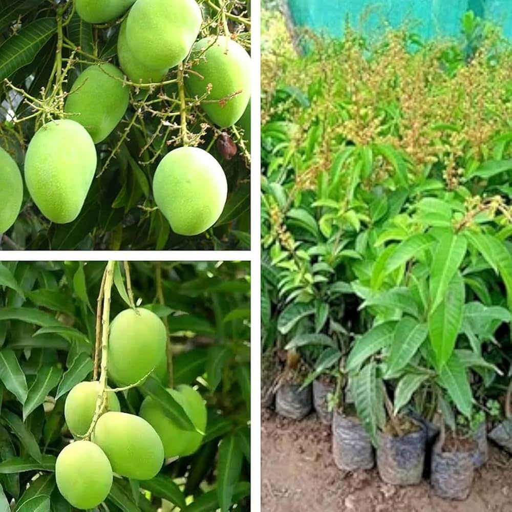 Kitimoni Mango