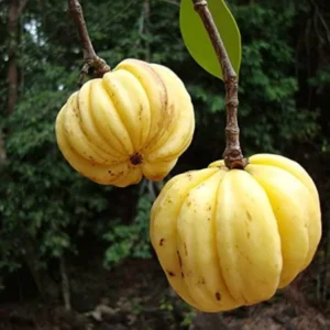 Kottam Puli