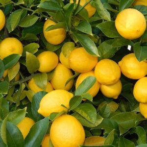 Lemon - Balaji