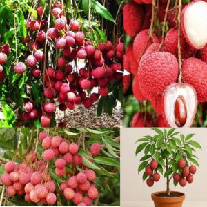 Fruit Plants & Nut Trees