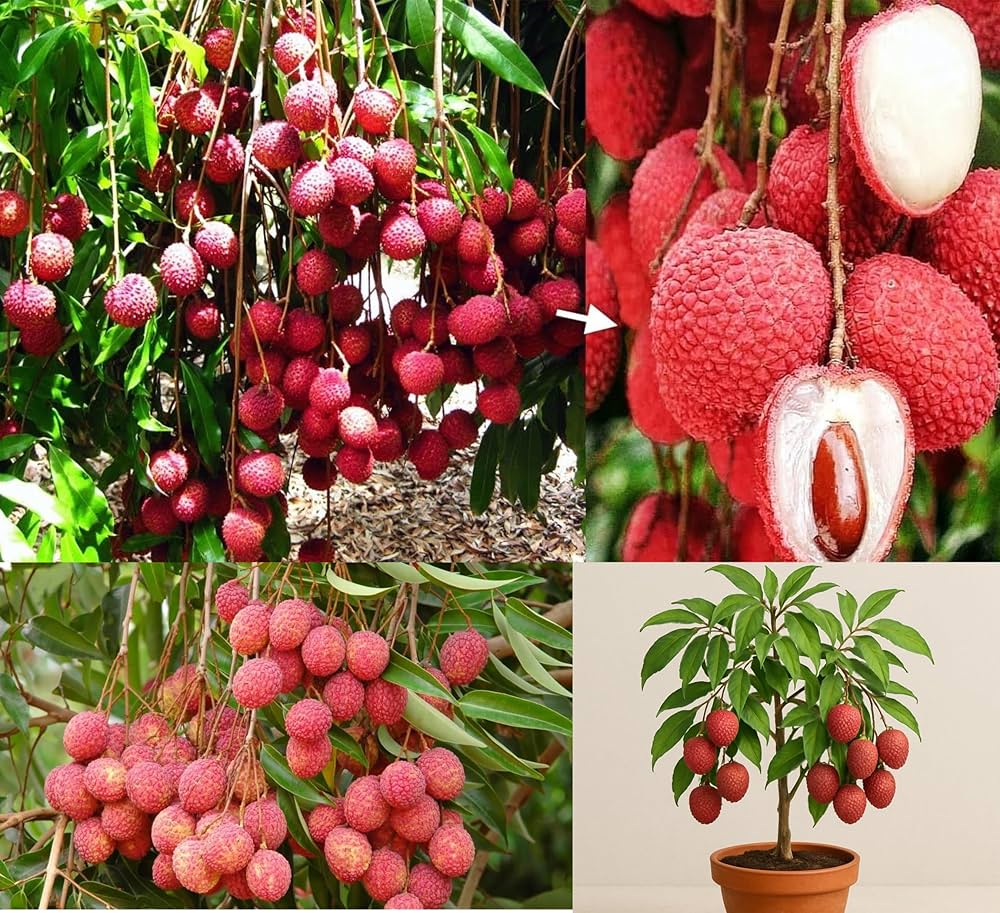 Litchi
