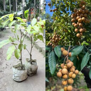 Longan - Seedling