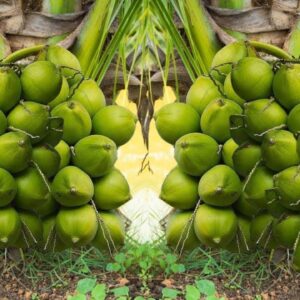 Malayan Green Coconut