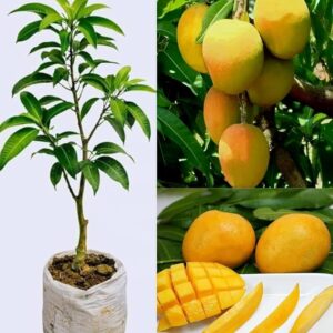 Malkova Mango