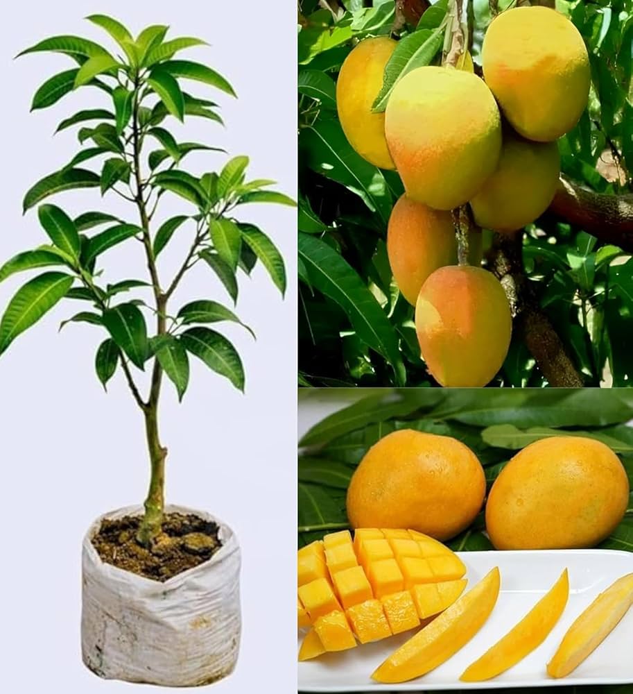 Malkova Mango