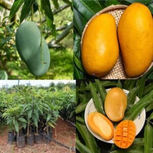 Mallika Mango