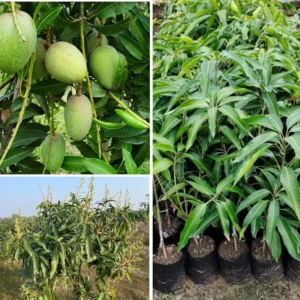 Mango - Amrapali