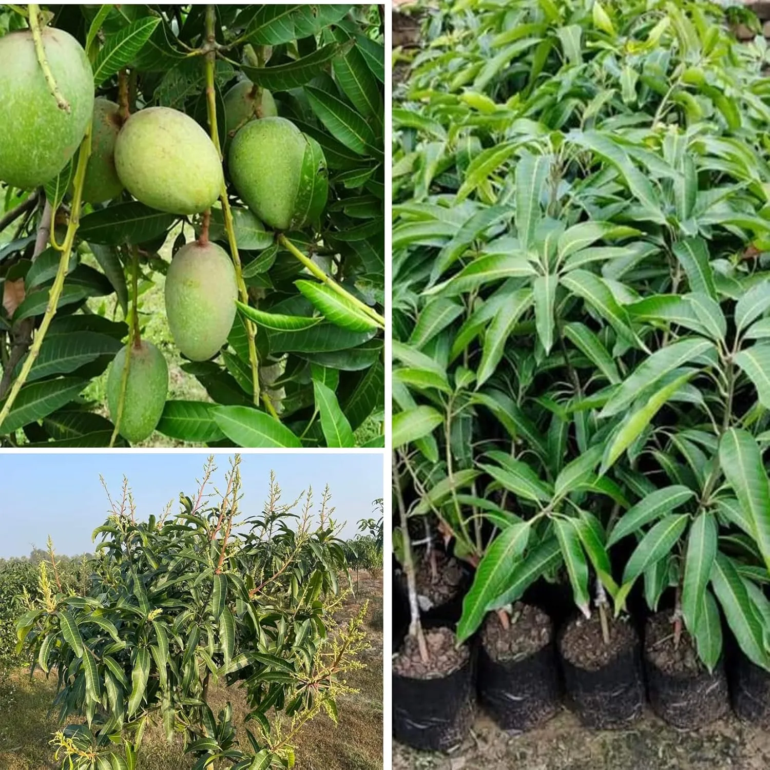 Mango - Amrapali