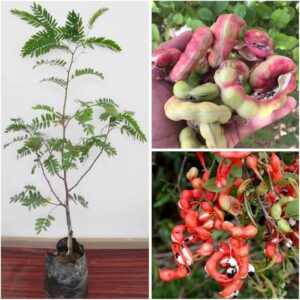 Manila Tamarind