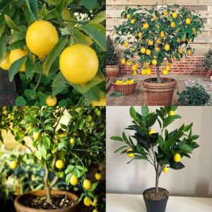 Markab Lemon