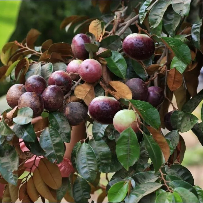 Milky Fruit Seedling