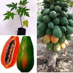 Papayas (Red Lady)