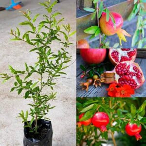 Pomegranate - Bhagwa Red