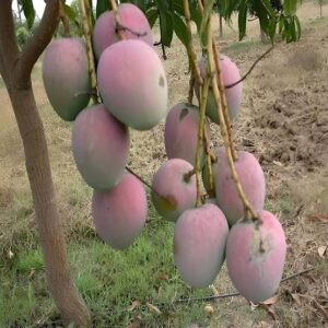 Pusa Arunima Mango