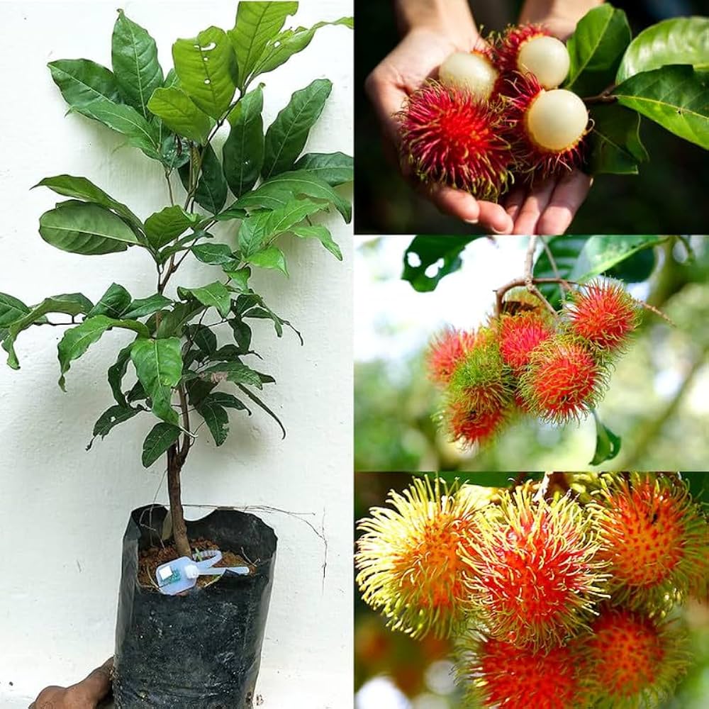 Rambutan N18