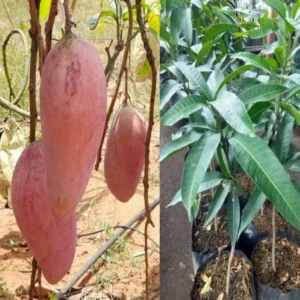 Red Ivory Mango