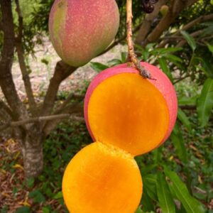 Ro12 Australian Mango