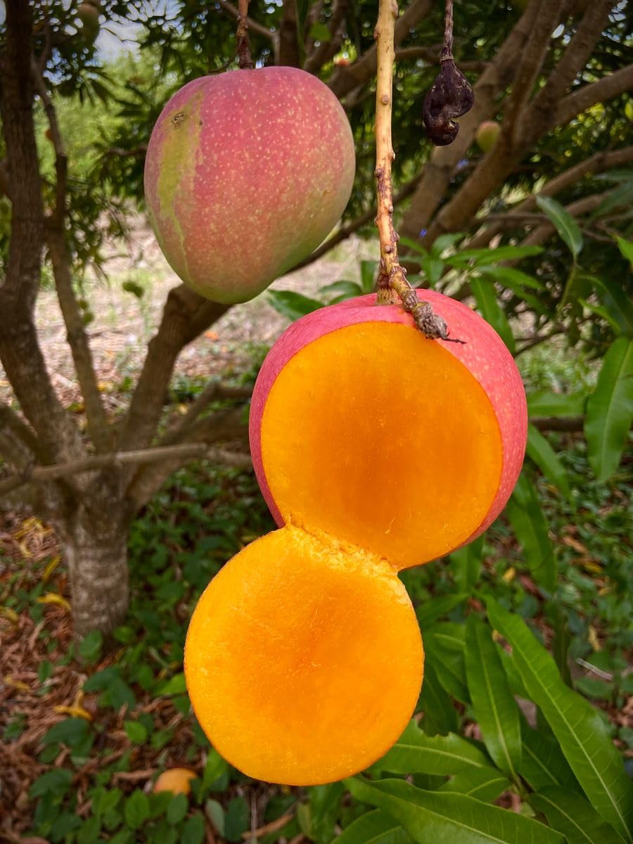 Ro12 Australian Mango