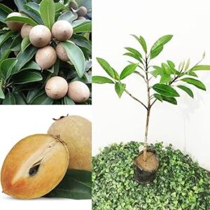 Sapota - Kalapatti