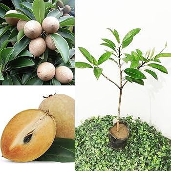 Sapota - Kalapatti
