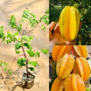 Star Fruit