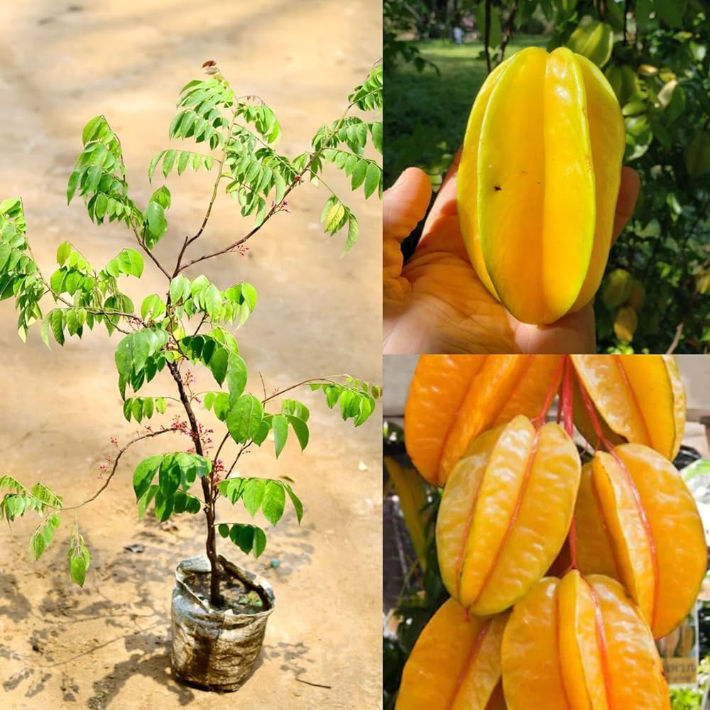 Star Fruit
